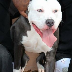 Meet your Posher, Brent